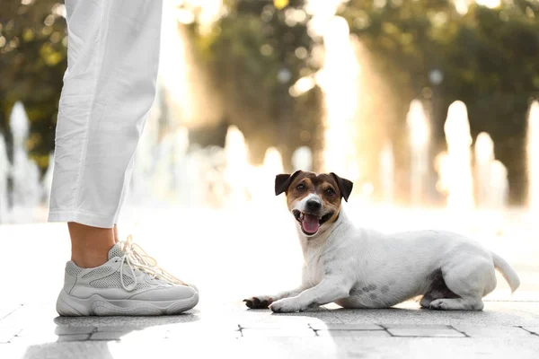 Cute Jack Russel Terrier Owner Fountain Outdoors — Stock Photo, Image
