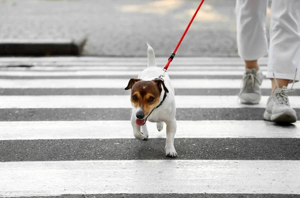 Woman Cute Jack Russel Terrier Leash Crossing Road Outdoors — Stock Photo, Image