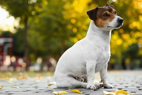 Cute Jack Russel Terrier Sitting Paving Stones Outdoors — Stock Photo, Image