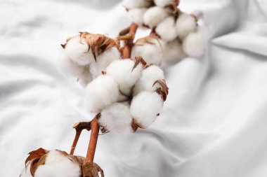 Beyaz kumaş arkaplanda pamuk çiçekleri