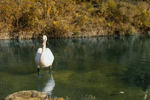 Bellissimo Cigno Stagno Giorno Autunno — Foto Stock