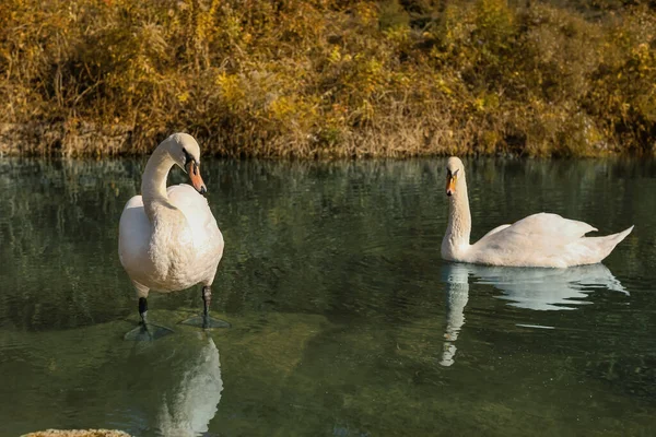 Bellissimi Cigni Che Nuotano Nello Stagno Giorno Autunno — Foto Stock