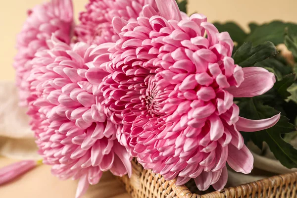 Fresh Chrysanthemum Flowers Color Background Closeup — Stock Photo, Image