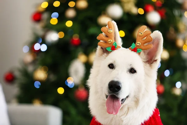 Lindo Perro Con Cuernos Ciervo Casa Nochebuena —  Fotos de Stock