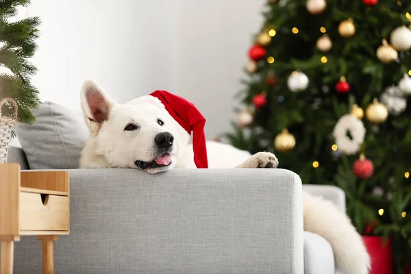 Кумедний Собака Санта Капелюсі Лежить Дивані — стокове фото
