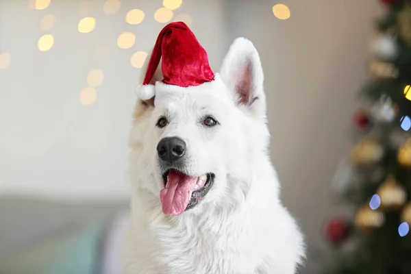 Vtipný Pes Klobouku Santa Doma Štědrý Večer — Stock fotografie