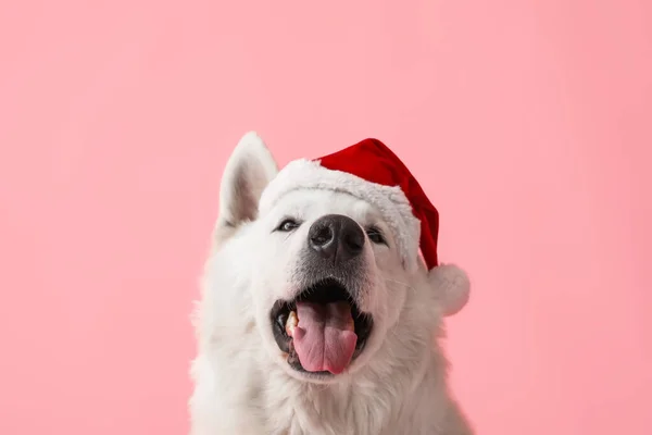 Leuke Witte Hond Santa Hoed Kleur Achtergrond — Stockfoto