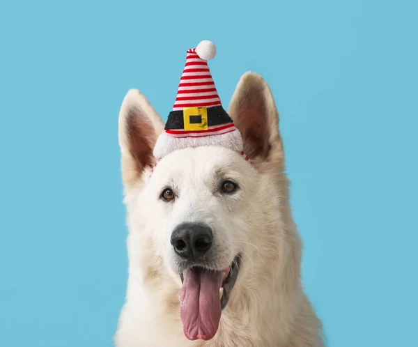 Leuke Witte Hond Santa Hoed Kleur Achtergrond — Stockfoto