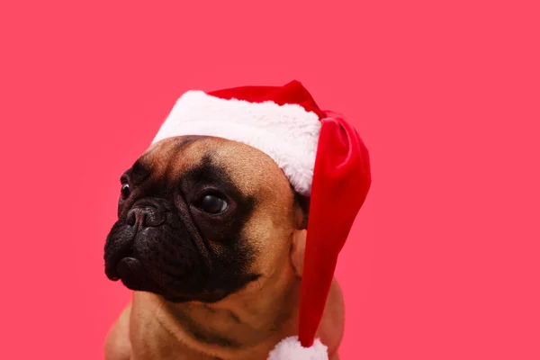 色彩艳丽的法国斗牛犬 头戴圣诞礼帽 — 图库照片