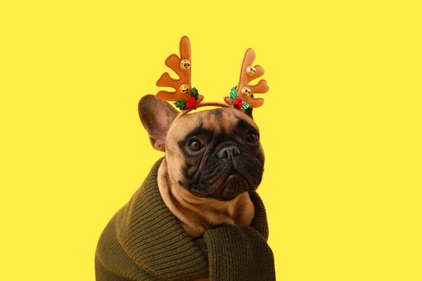 Cute French bulldog with deer horns and sweater on color background