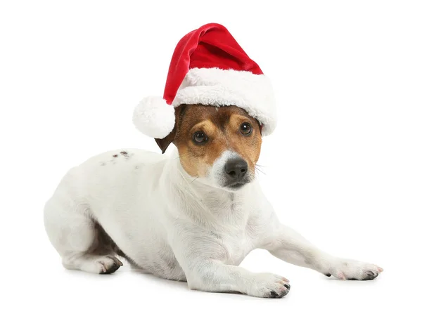 Netter Jack Russel Terrier Mit Weihnachtsmütze Auf Weißem Hintergrund — Stockfoto