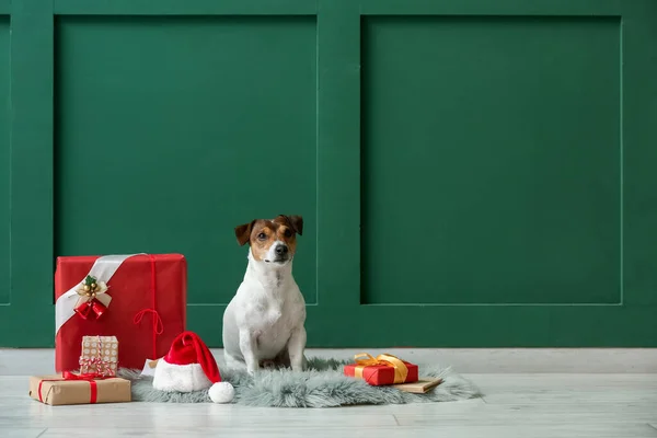 Lindo Jack Russel Terrier Con Regalos Navidad Cerca Pared Color — Foto de Stock