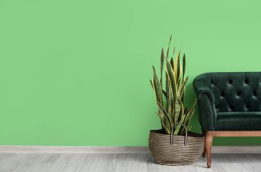 Oda içi koltuğun yanındaki çantanın içinde saksı var.