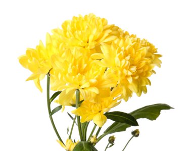 Beyaz arkaplanda sarı kasımpatı çiçekleri