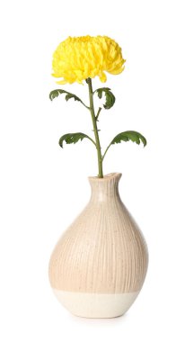 Beyaz arkaplanda sarı kasımpatı çiçeği vazosu