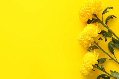 Renkli arkaplanda sarı kasımpatı çiçekleri