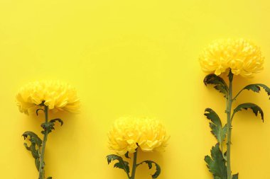 Renkli arkaplanda sarı kasımpatı çiçekleri