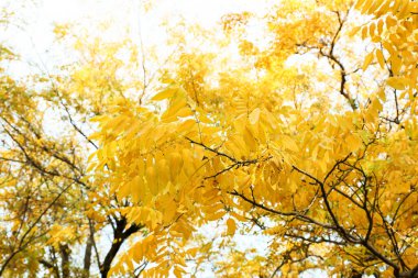 bomen met gele bladeren in de herfst park