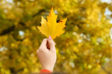 Parkta güzel bir sonbahar yaprağı tutan kadın, yakın plan.