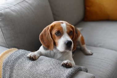 Tatlı Beagle köpeği kanepede yatıyor.