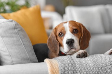 Tatlı Beagle köpeği kanepede yatıyor.