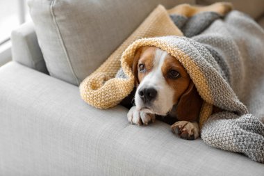 Tatlı Beagle köpeği sıcak ekosenin altında kanepede yatıyor.