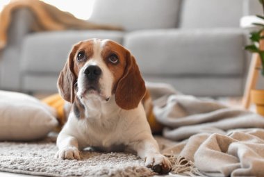Evinde sıcak ekoseli sevimli Beagle köpeği