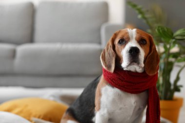 Sonbahar günü evde atkısı olan sevimli Beagle köpeği.