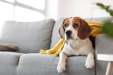 Sonbahar günü evde atkısı olan sevimli Beagle köpeği.
