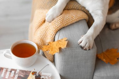 Sonbahar günü evde sıcak ekose ve bir fincan sıcak çayla sevimli Beagle köpeği, yakın plan.