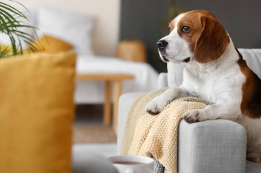 Sonbahar günü evde sıcak ekoseli sevimli Beagle köpeği.