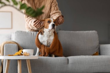 Sonbahar günü evde sevimli Beagle köpeğiyle oynayan bir kadın.
