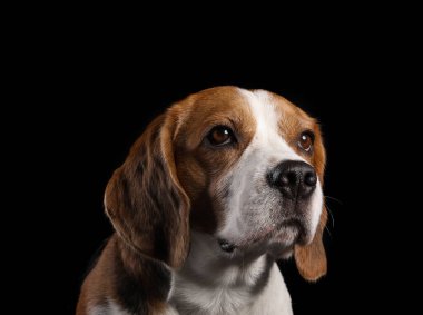 Siyah arka planda komik Beagle köpeği