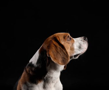 Siyah arka planda komik Beagle köpeği