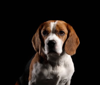 Siyah arka planda komik Beagle köpeği