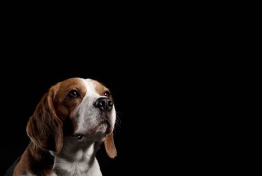 Siyah arka planda komik Beagle köpeği