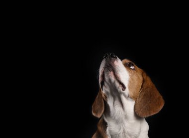 Siyah arka planda komik Beagle köpeği