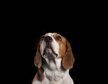 Siyah arka planda komik Beagle köpeği