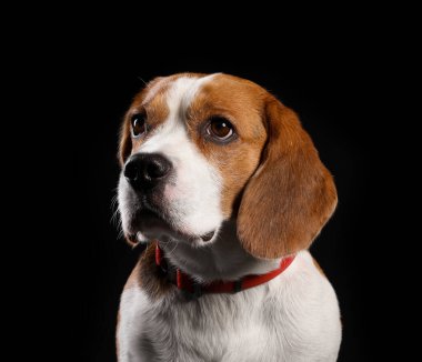 Siyah arka planda komik Beagle köpeği