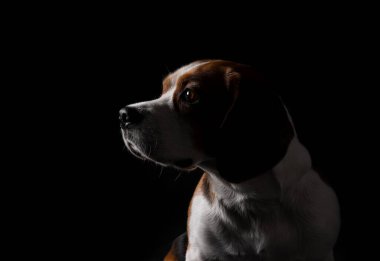 Siyah arka planda komik Beagle köpeğinin silueti