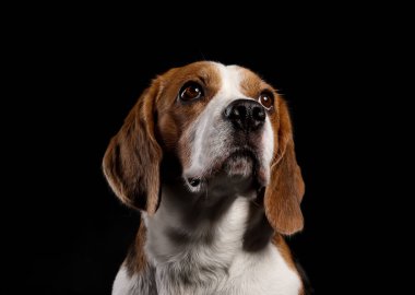 Siyah arka planda komik Beagle köpeği