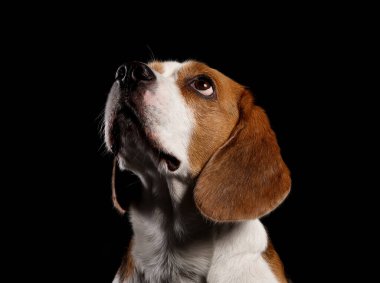 Siyah arka planda komik Beagle köpeği