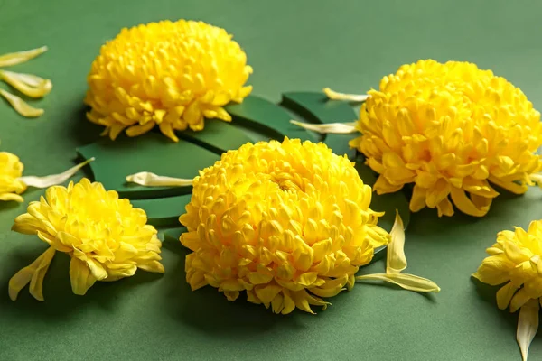 Yellow Chrysanthemum Flowers Green Background — Stock Photo, Image