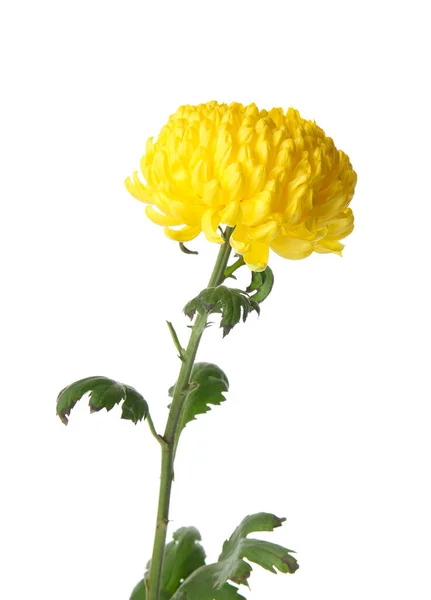 Kuning Bunga Seruni Pada Latar Belakang Putih — Stok Foto