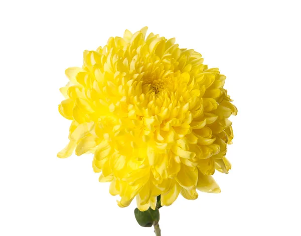 Gele Chrysant Bloem Witte Achtergrond — Stockfoto