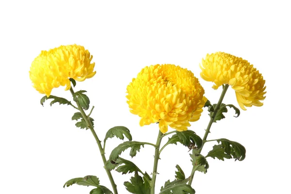 Flores Crisântemo Amarelo Sobre Fundo Branco — Fotografia de Stock