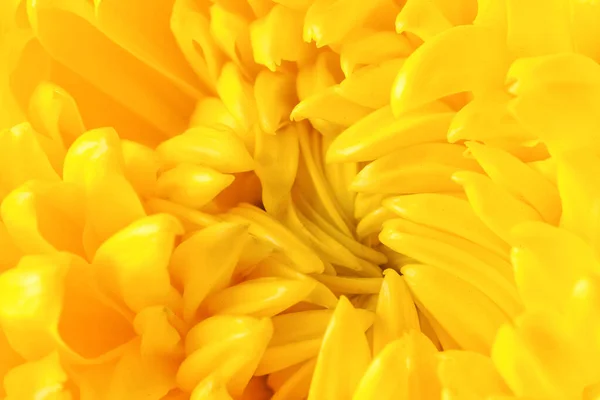 Flor Crisantemo Amarillo Como Fondo — Foto de Stock