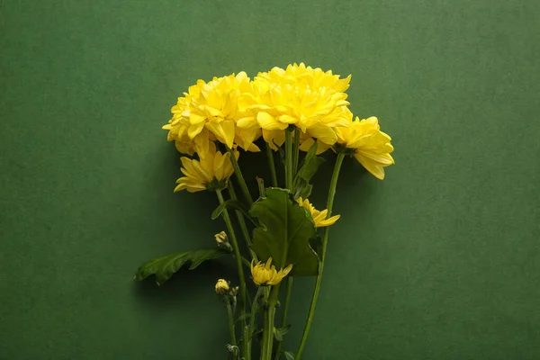 Жовті Квіти Хризантем Зеленому Фоні — стокове фото