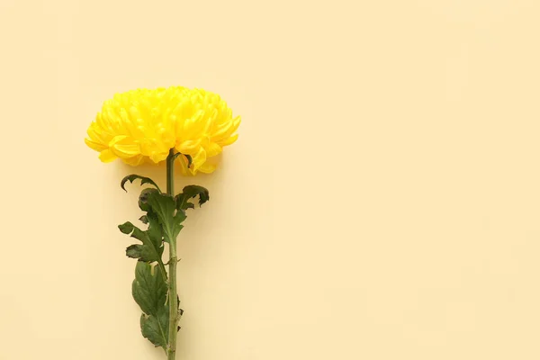 颜色背景上的黄菊花 — 图库照片