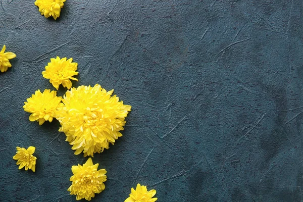 Fleurs Chrysanthème Jaune Sur Fond Sombre — Photo